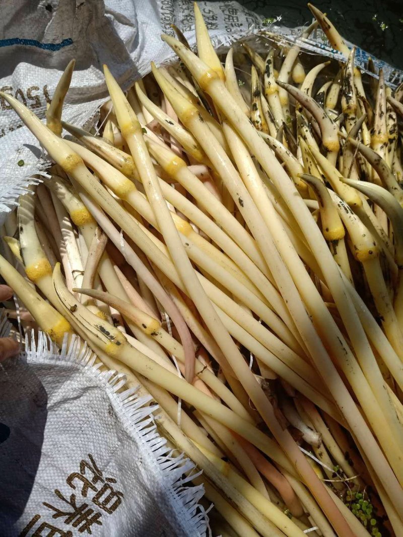 新鲜现采摘藕带，脆，甜，嫩爽口，都是当天采摘大量上市