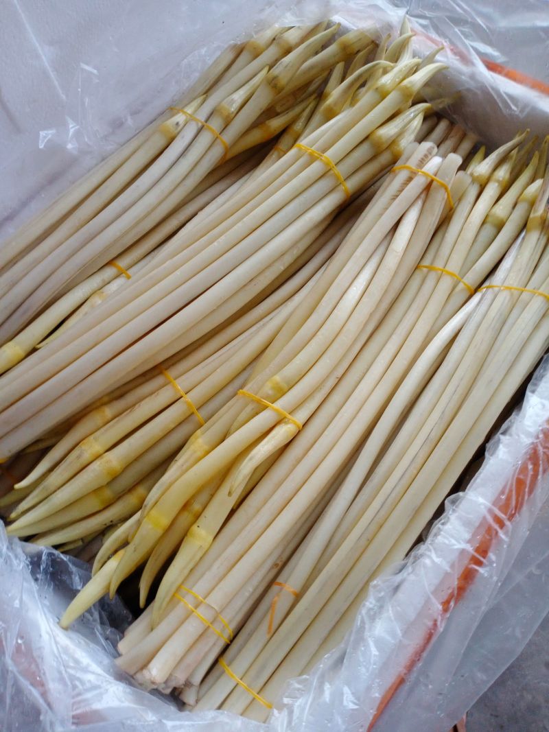 新鲜现采摘藕带，脆，甜，嫩爽口，都是当天采摘大量上市