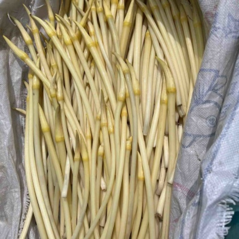 新鲜现采摘藕带，脆，甜，嫩爽口，都是当天采摘大量上市