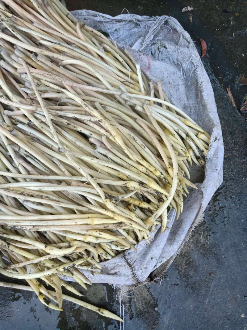 新鲜现采摘藕带，脆，甜，嫩爽口，都是当天采摘大量上市