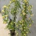 木香花苗白黄甜蜜木香重瓣带花四季爬藤植物室内庭院浓香花卉
