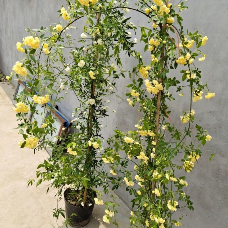 木香花苗白黄甜蜜木香重瓣带花四季爬藤植物室内庭院浓香花卉