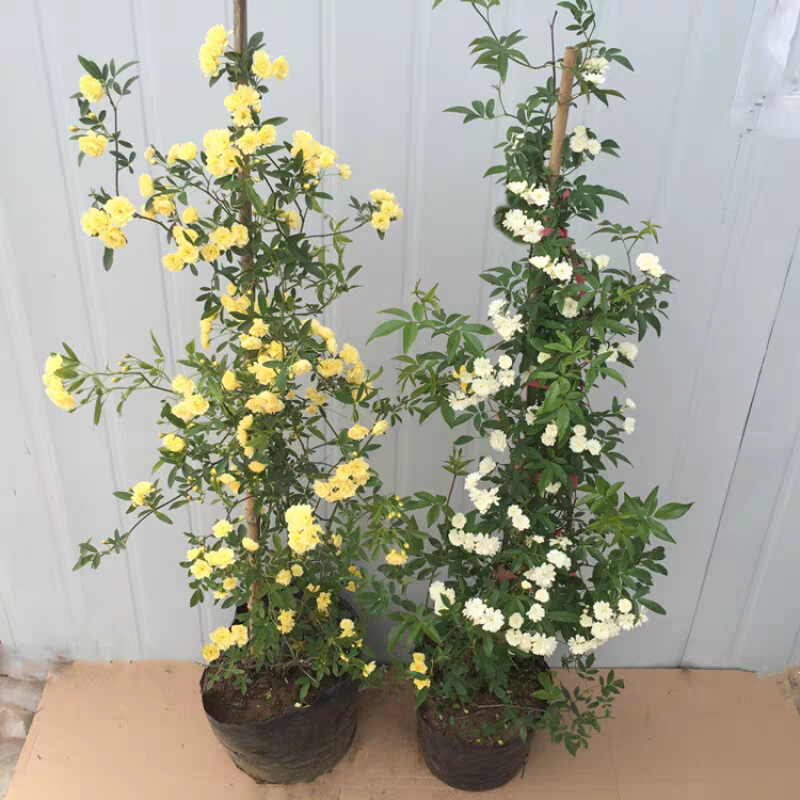 木香花苗白黄甜蜜木香重瓣带花四季爬藤植物室内庭院浓香花卉