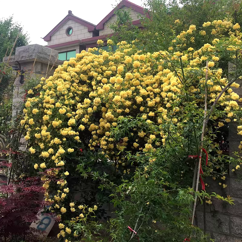 木香花苗白黄甜蜜木香重瓣带花四季爬藤植物室内庭院浓香花卉