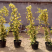 木香花苗白黄甜蜜木香重瓣带花四季爬藤植物室内庭院浓香花卉