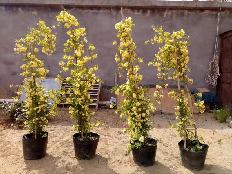 木香花苗白黄甜蜜木香重瓣带花四季爬藤植物室内庭院浓香花卉