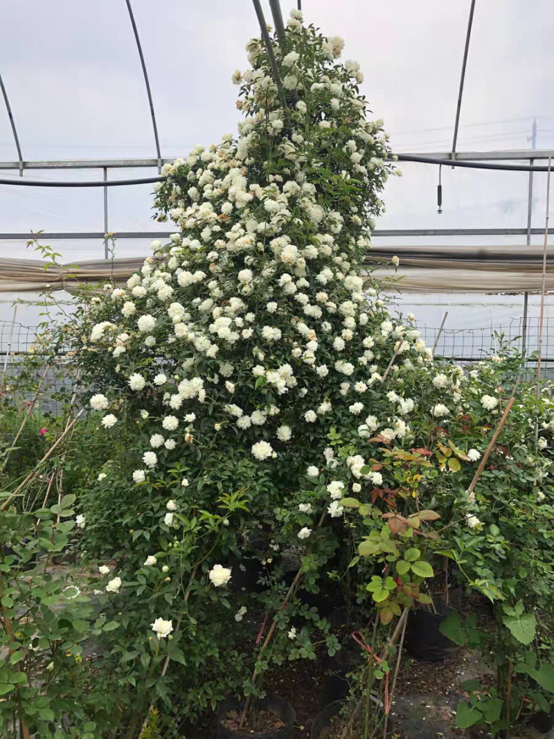 木香花苗白黄甜蜜木香重瓣带花四季爬藤植物室内庭院浓香花卉