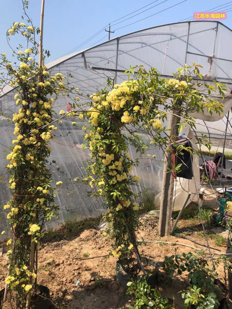 木香花苗白黄甜蜜木香重瓣带花四季爬藤植物室内庭院浓香花卉