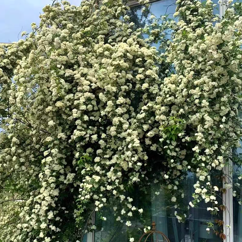 木香花苗白黄甜蜜木香重瓣带花四季爬藤植物室内庭院浓香花卉