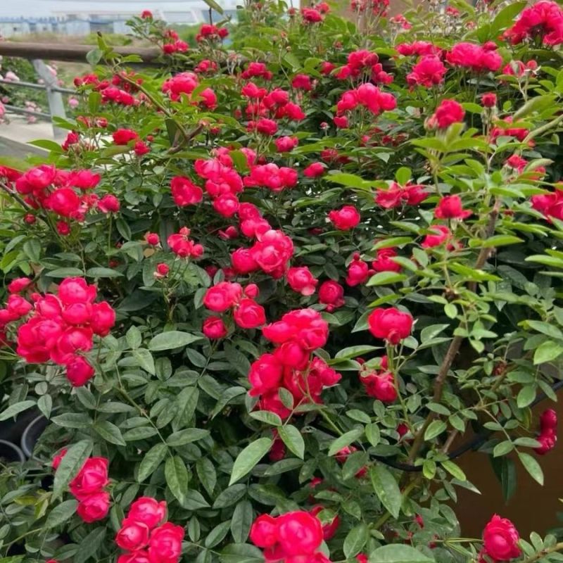 木香花苗黄木香四季常青浓香白木香庭院爬藤植物花卉七里香红