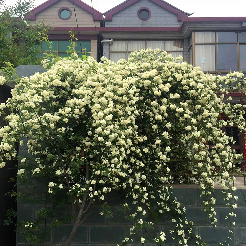 木香花苗黄木香四季常青浓香白木香庭院爬藤植物花卉七里香红