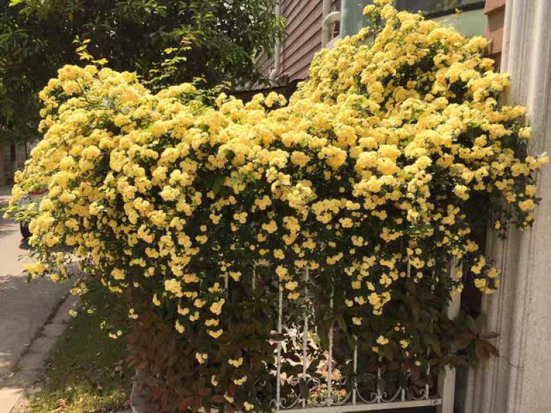 木香花苗黄木香四季常青浓香白木香庭院爬藤植物花卉七里香红