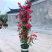 木香花苗黄木香四季常青浓香白木香庭院爬藤植物花卉七里香红