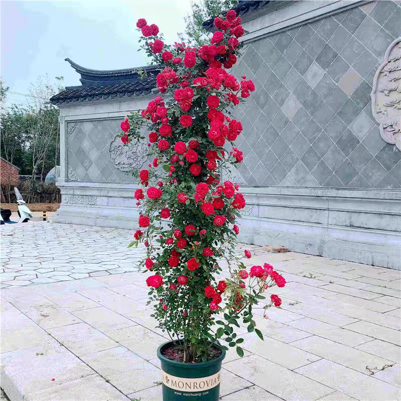 木香花苗黄木香四季常青浓香白木香庭院爬藤植物花卉七里香红