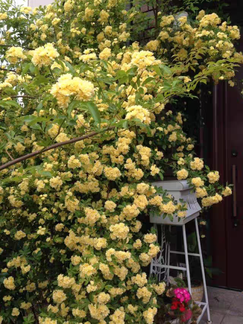 木香花苗黄木香四季常青浓香白木香庭院爬藤植物花卉七里香红