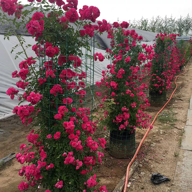木香花苗红木香黄木香花苗浓香甜密庭院四季攀爬植物开花很香