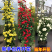木香花苗红木香黄木香花苗浓香甜密庭院四季攀爬植物开花很香