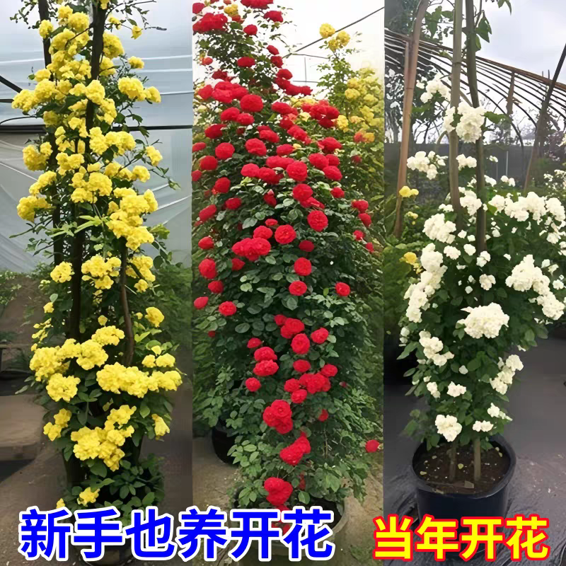 木香花苗红木香黄木香花苗浓香甜密庭院四季攀爬植物开花很香