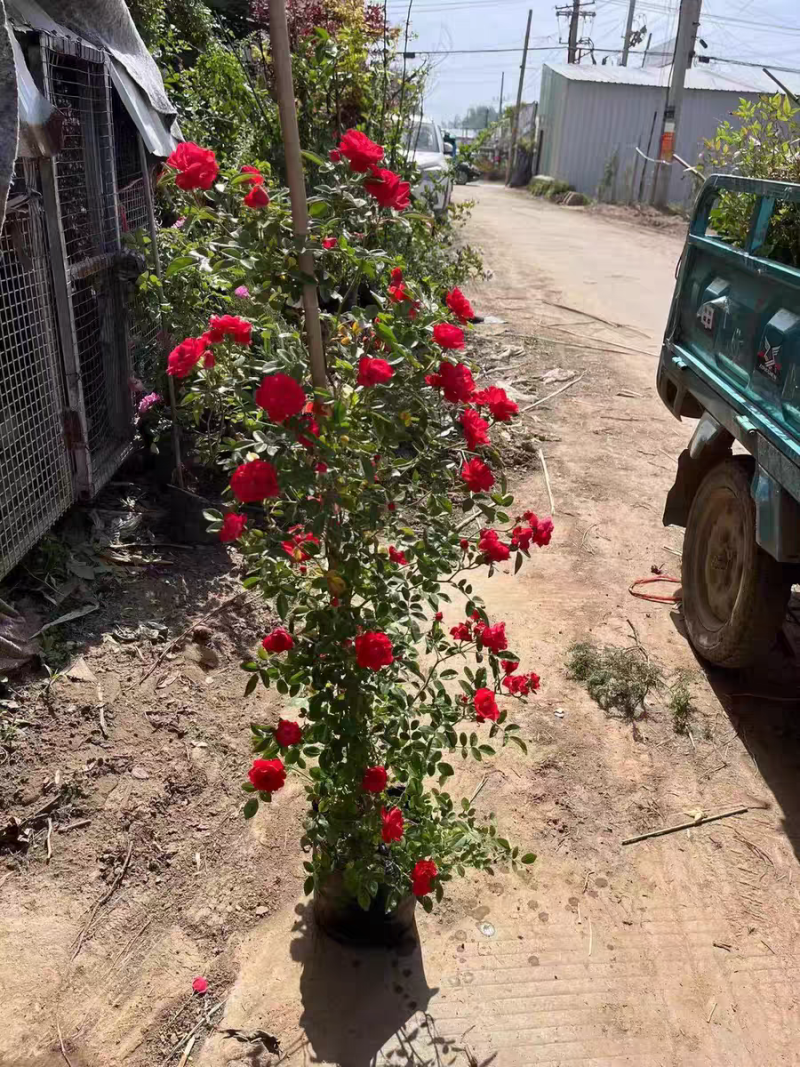 木香花苗红木香黄木香花苗浓香甜密庭院四季攀爬植物开花很香