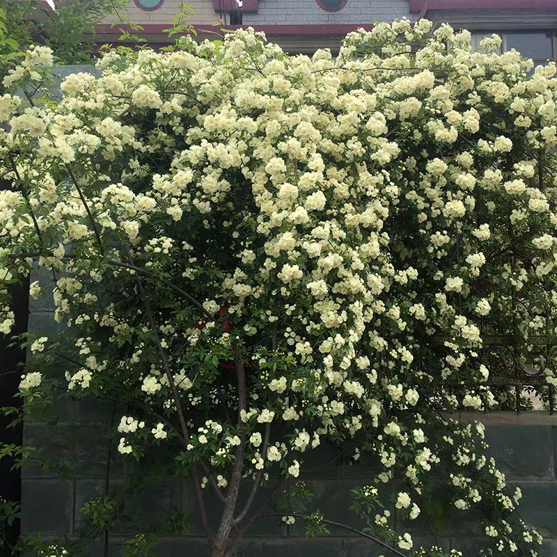 木香花苗红木香黄木香花苗浓香甜密庭院四季攀爬植物开花很香