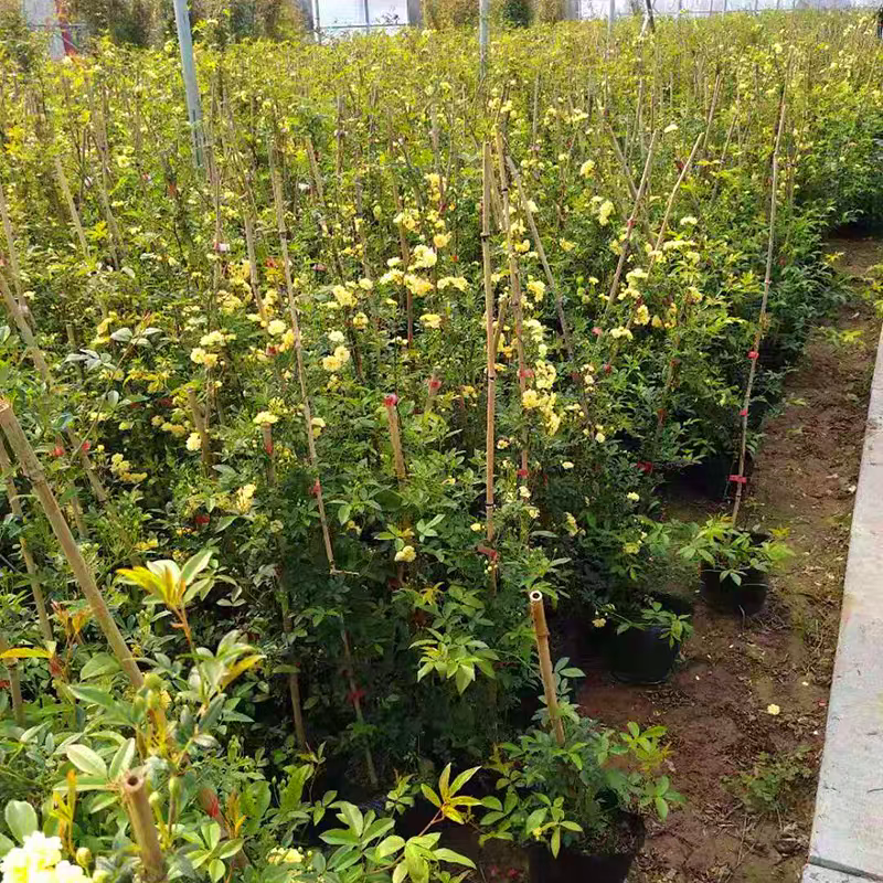 木香花苗四季红色盆栽带花爬藤植物浓香吸味绿植好养活