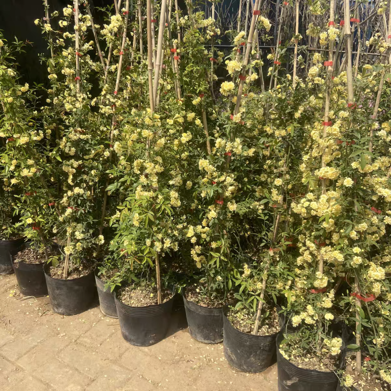 木香花苗四季红色盆栽带花爬藤植物浓香吸味绿植好养活