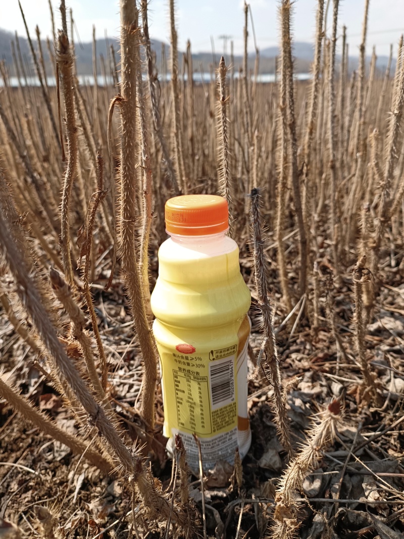 长梗刺五加二年苗