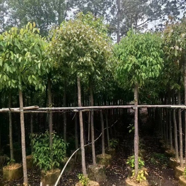 香樟绿化苗木樟树香樟产地直供量大优惠香樟