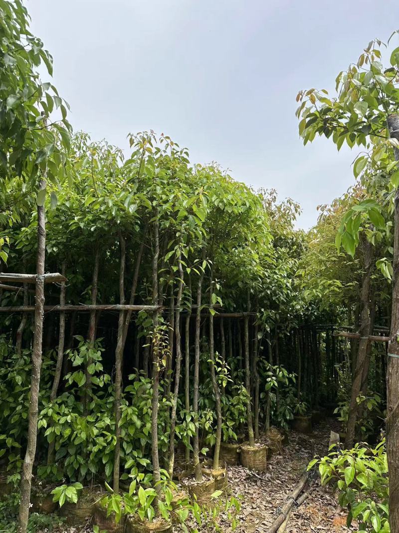 香樟绿化苗木樟树香樟产地直供量大优惠香樟