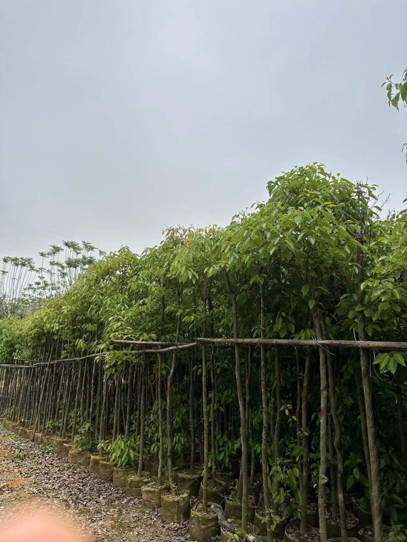 香樟绿化苗木樟树香樟产地直供量大优惠香樟