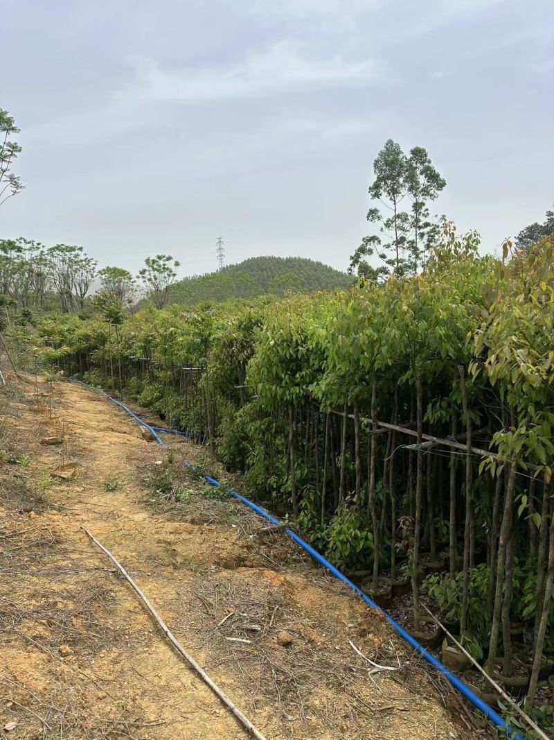 香樟绿化苗木樟树香樟产地直供量大优惠香樟