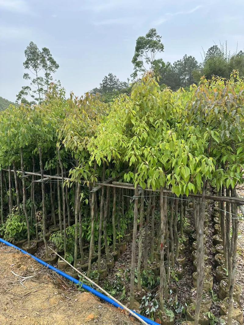 香樟绿化苗木樟树香樟产地直供量大优惠香樟