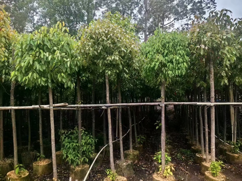 香樟绿化苗木樟树香樟产地直供量大优惠香樟