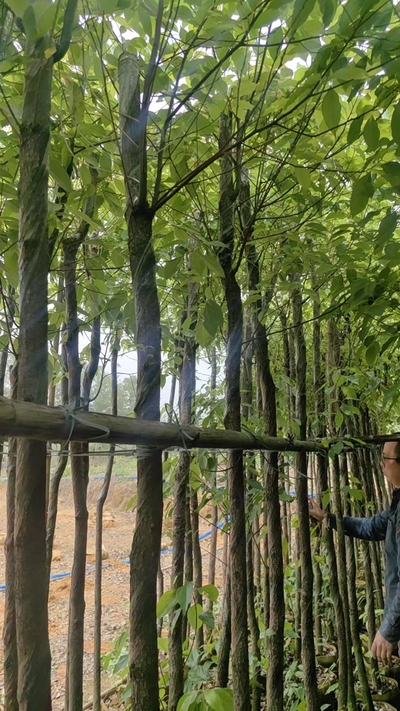 香樟绿化苗木樟树香樟产地直供量大优惠香樟