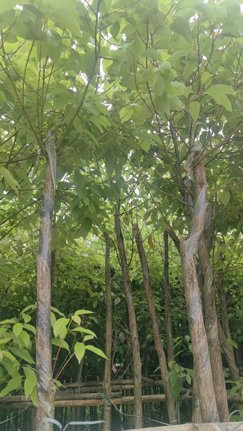 香樟绿化苗木樟树香樟产地直供量大优惠香樟