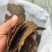 棕籽饼含有机质高天然有机肥