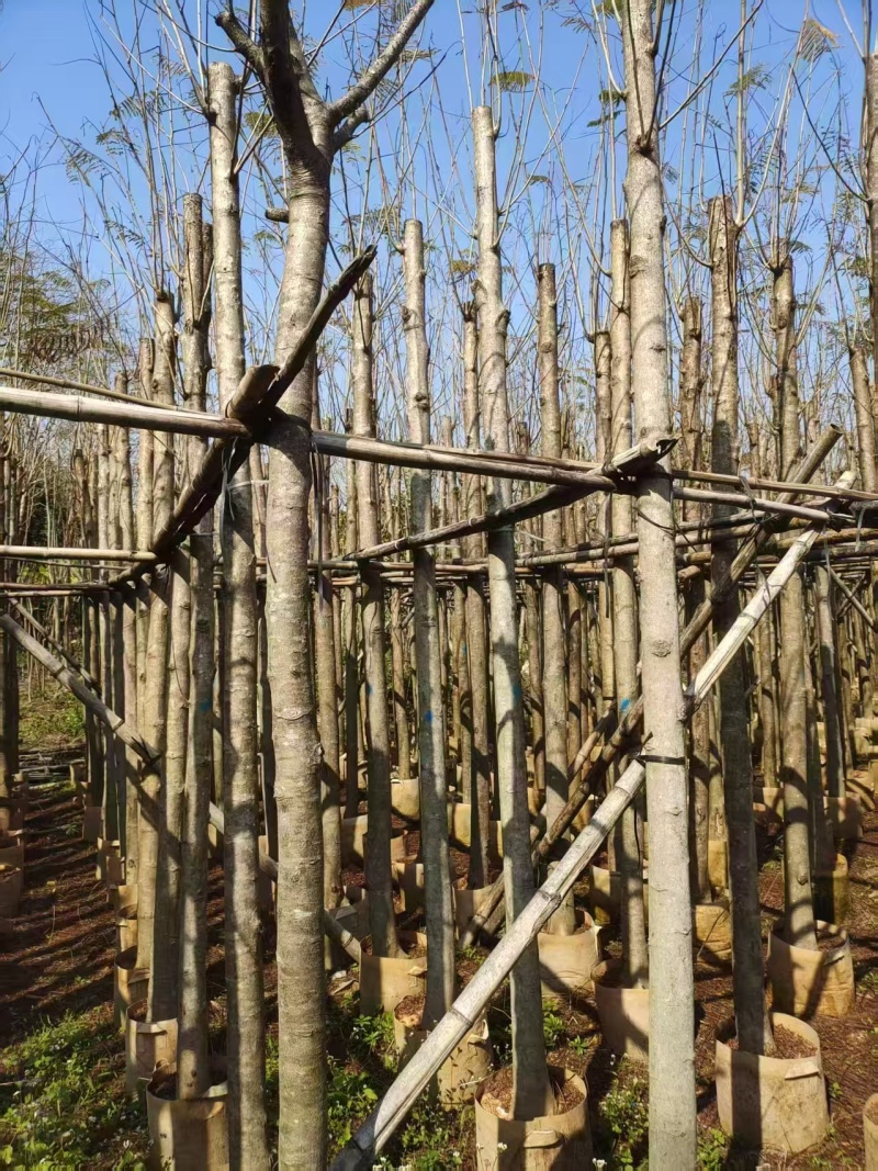 凤凰木绿化苗木凤凰树凤凰木产地供量大优惠