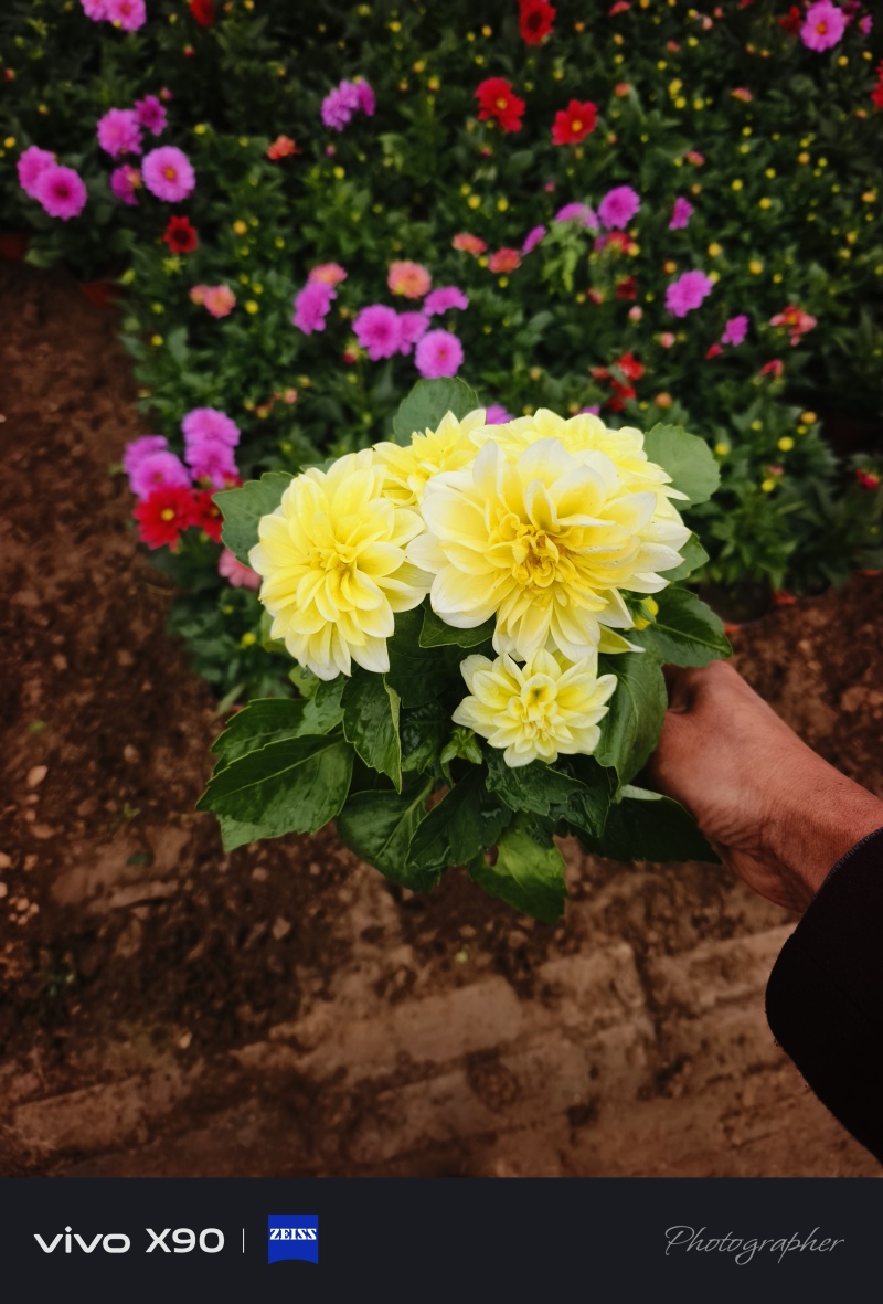 小丽花，大盆，出货实拍，价格1.6元
