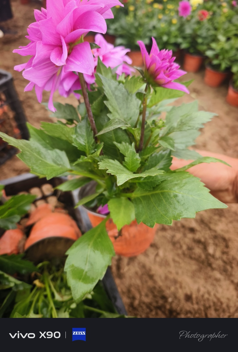 小丽花，大盆，出货实拍，价格1.6元