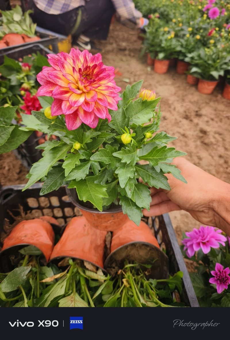 小丽花，大盆，出货实拍，价格1.6元