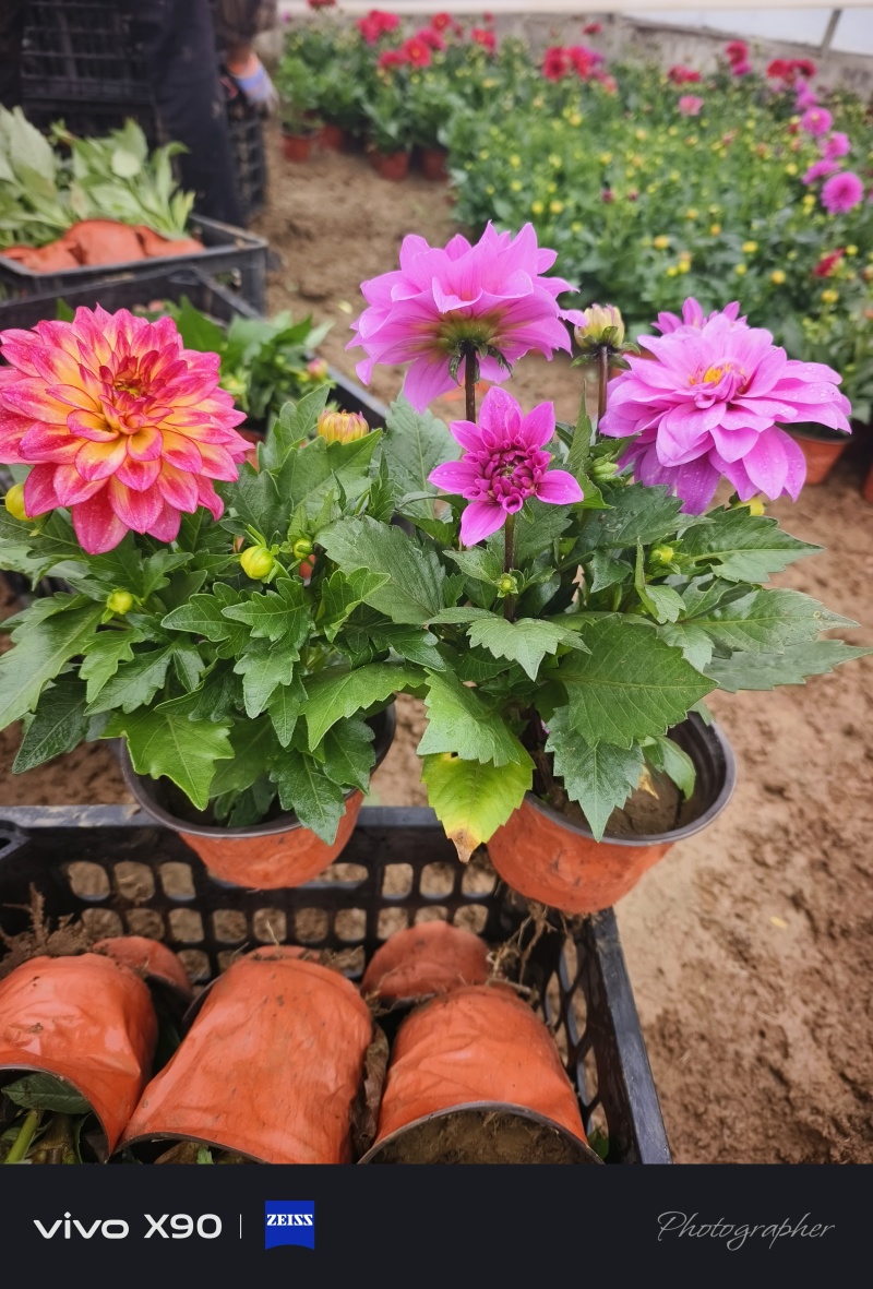 小丽花，大盆，出货实拍，价格1.6元