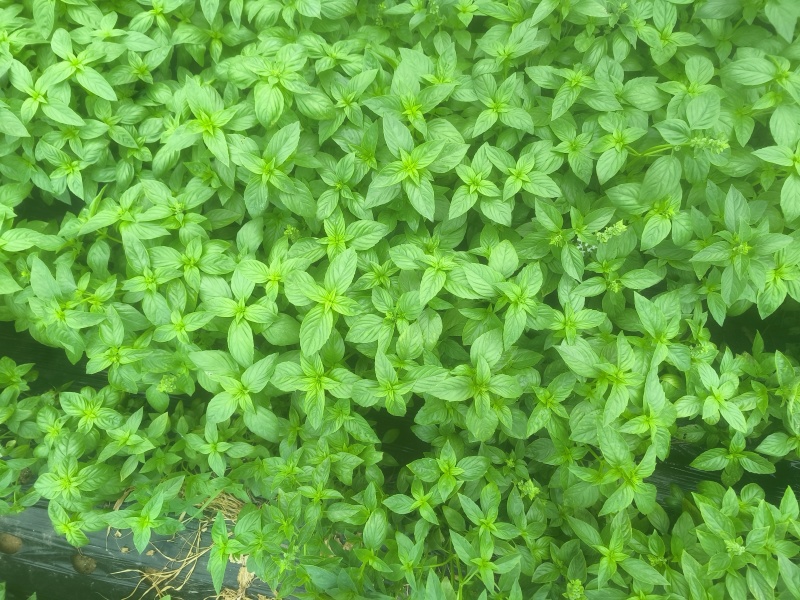 罗勒叶