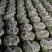 甘肃精品洋槐花货源充足大量上市欢迎联系