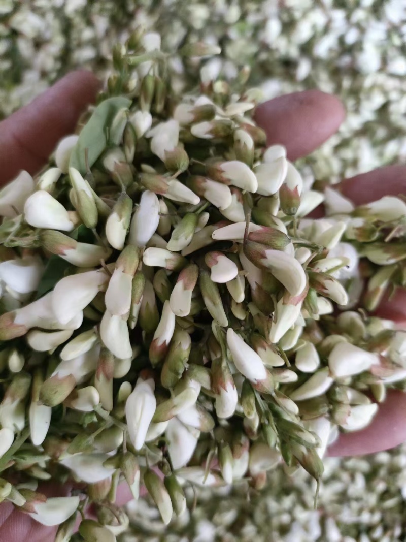 甘肃精品洋槐花货源充足大量上市欢迎联系