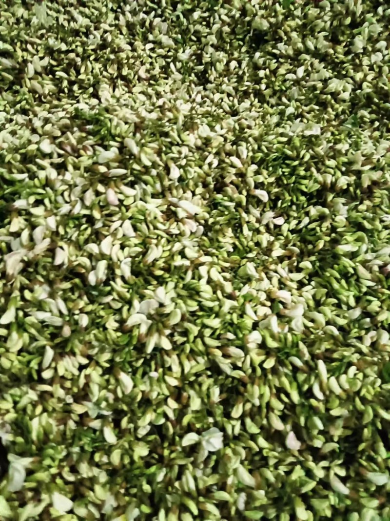 甘肃精品洋槐花货源充足大量上市欢迎联系