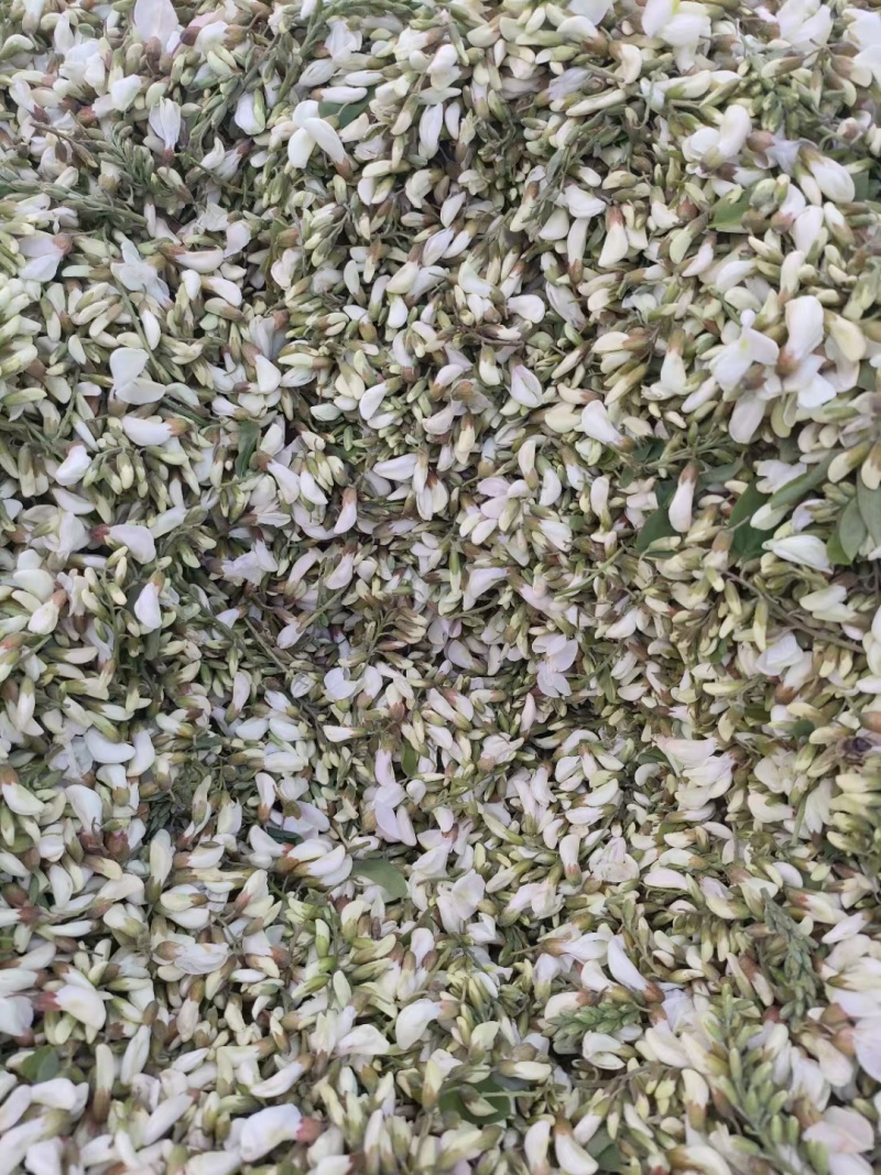 甘肃精品洋槐花货源充足大量上市欢迎联系