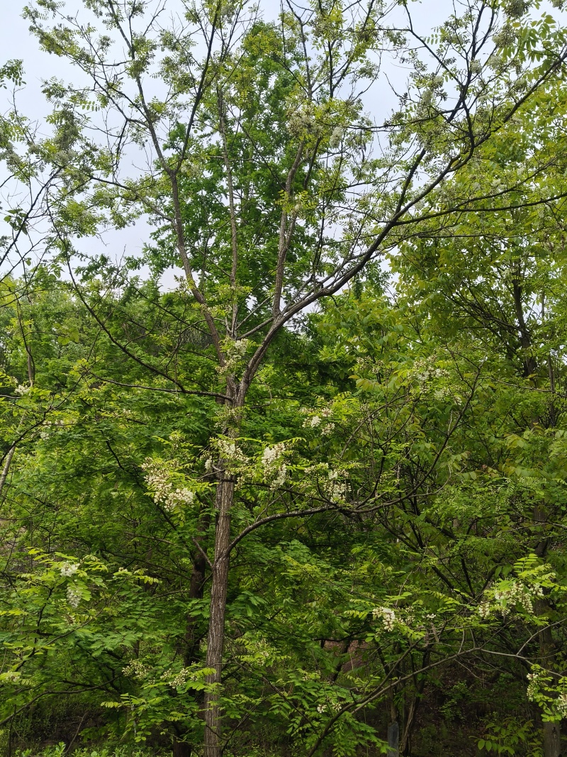 甘肃精品洋槐花货源充足大量上市欢迎联系