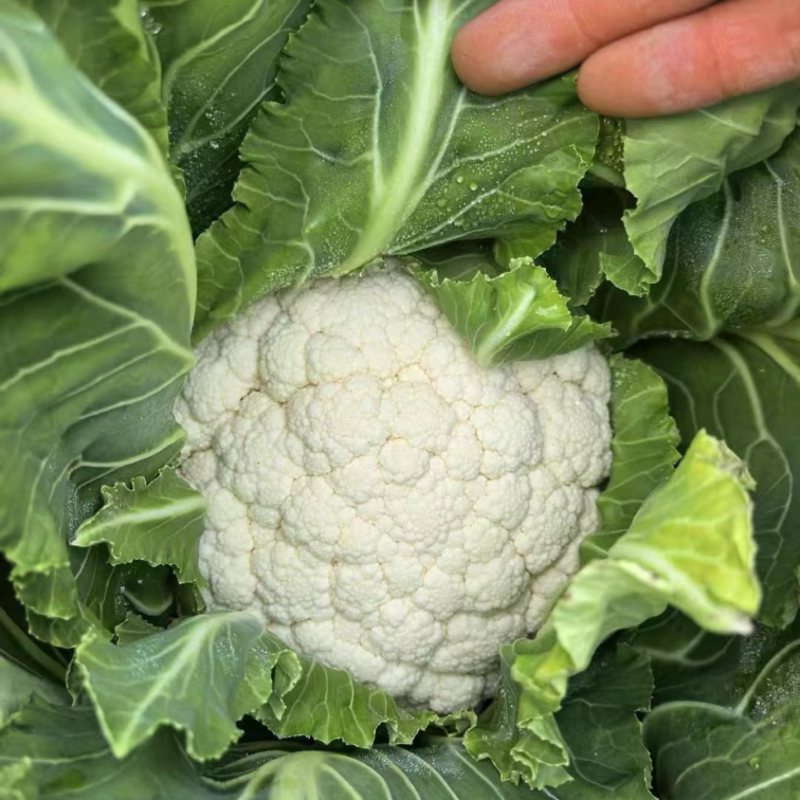 三保质量