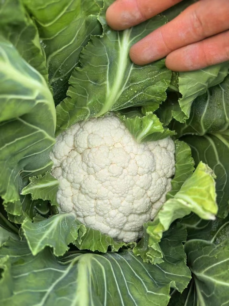 三保质量