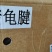 【卤味】猪龟腱工厂直销质量保证量大从优欢迎咨询